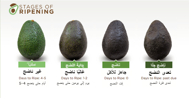 how_to_pick___buy_hass_avocados___hass_avocado-2