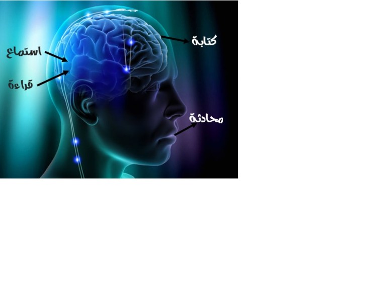 عقل الإنسان